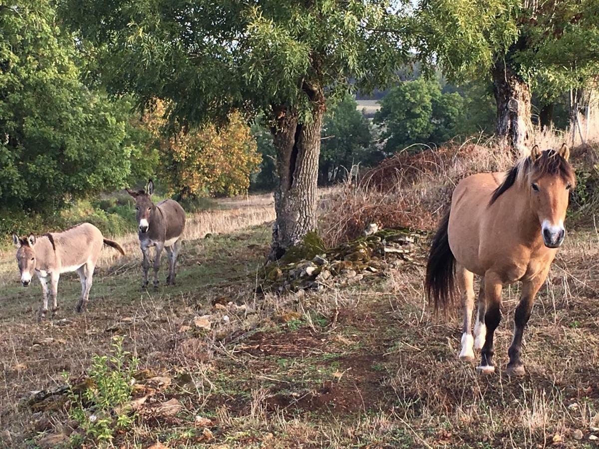 Gîtes Les Demeures de Valette Azay-le-Brule Extérieur photo